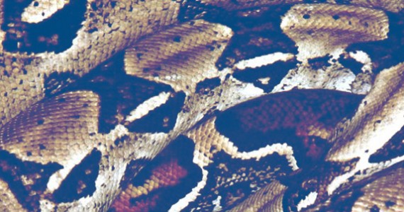 snakes will be snakes
